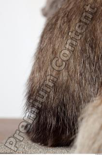Badger tail photo reference 0007
